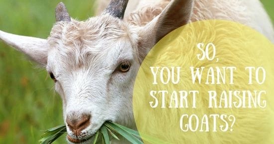 So, you want to start raising goats?